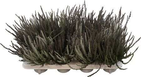 Calluna Garden Girls Sunset Twins Schwarz