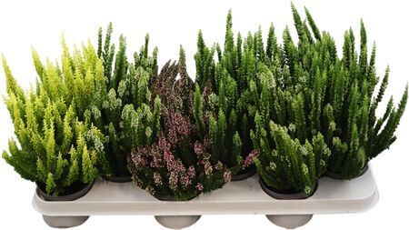 Calluna Vulgaris Skyline Mixpalette