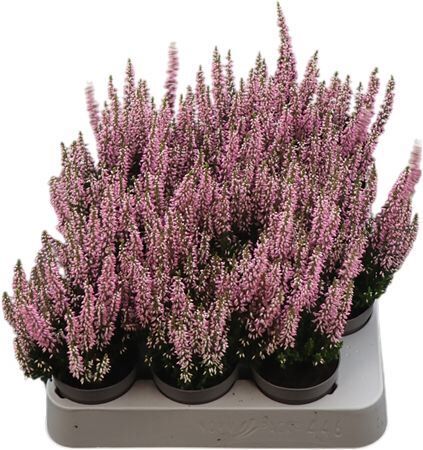 Calluna Beauty Ladies Mini Rosa