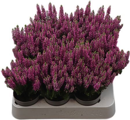 Calluna Beauty Ladies Mini Lila