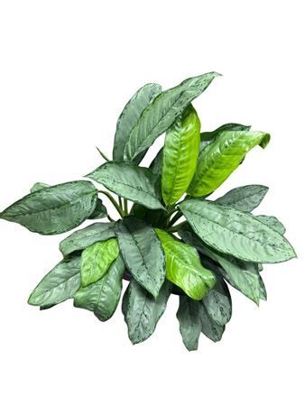 Aglaonema Freedman