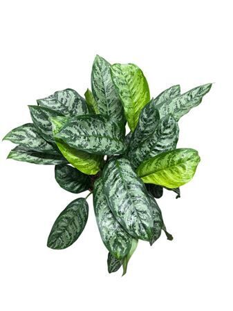 Aglaonema Chantal