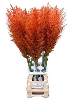 Cortaderia Opgetrokken Salm Orange Stem
