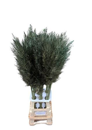 Cortaderia Opgetrokken Olive Groen Stem