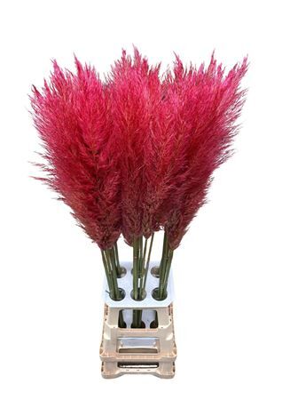 Cortaderia Opgetrokken Rood Stem