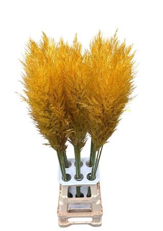 Cortaderia Opgetrokken Honey Oranje Stem