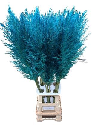 Cortaderia Opgetrokken Light Blue Stem