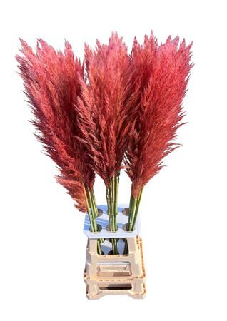 Cortaderia Opgetrokken Roze Stem