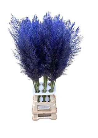 Cortaderia Opgetrokken Milka Stem
