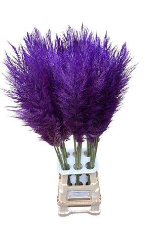 Cortaderia Opgetrokken Lavendel Stem