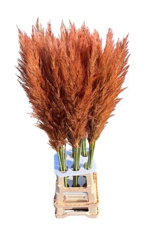 Cortaderia Opgetrokken Koper Bruin Stem