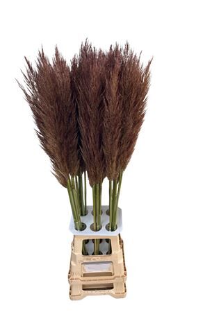 Cortaderia Opgetrokken Brown Stem
