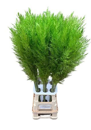 Cortaderia Opgetrokken Groen Stem