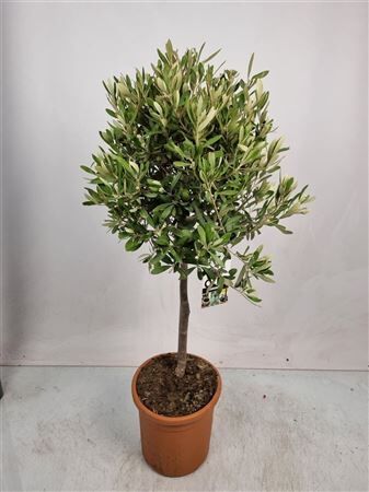 Olea Europaea Stam