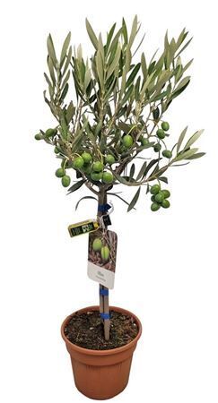 Olea Europaea Stam Vrucht + Fles