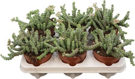 Crass Hottentot