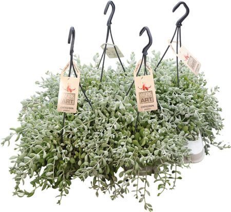 Cotyledon Pendens