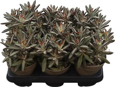 Kalanchoe Tomentosa Nigra
