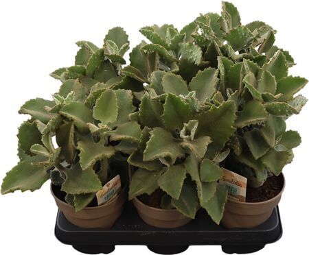 Kalanchoe Beharensis Fang