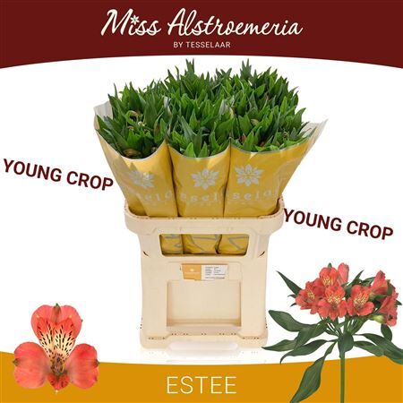Alstr Estee