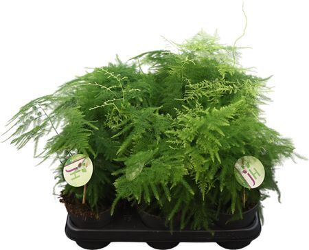 Asparagus Plumosus