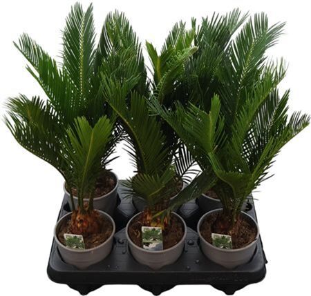Cycas Revoluta