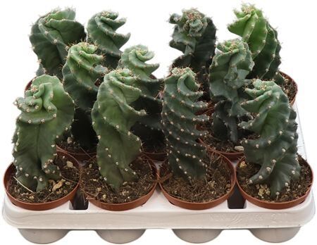 Cereus Forbesi Spiralis