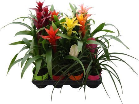 Brom Gemengd Plastic Ompot
