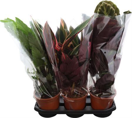 Calathea Gemengd