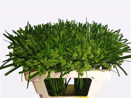 Siergras Cyperus Glaber