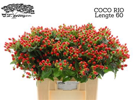Hyp Coco Rio