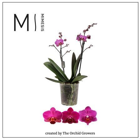 Phal Mtfl Purple 2 Tak