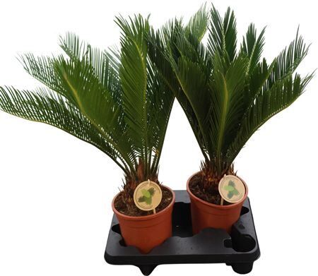 Cycas Revoluta