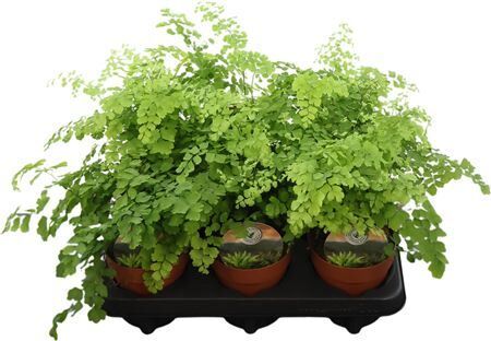 Adiantum Fragrans