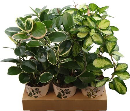Hoya Aus Gemengd Boog Potcover Botanic