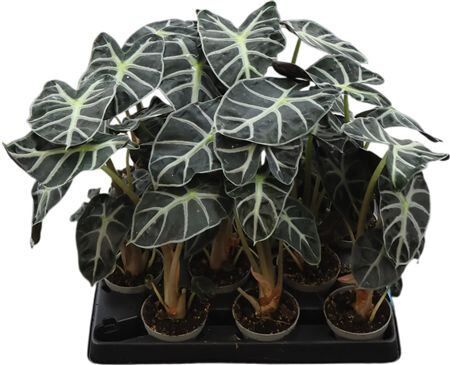 Alocasia Heart Ballon