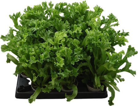 Asplenium Nidus Lesley