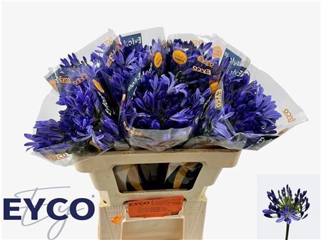 Agap Eyfori Blue