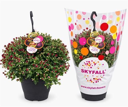 Chrys Gr Gemengd Skyfall Hanging Baske