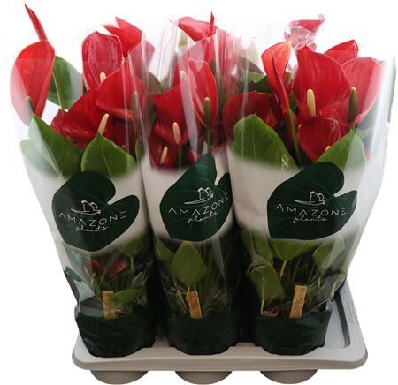 Anthu An Melodia Red