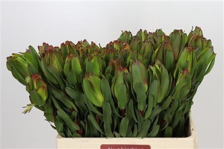 Leucad Laurel Yellow