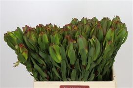 Leucad Laurel Yellow