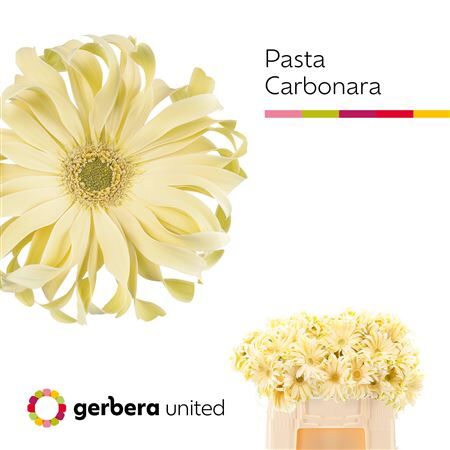 Ge Kv Pasta Carbonara