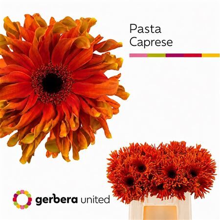 Ge Kv Pasta Caprese
