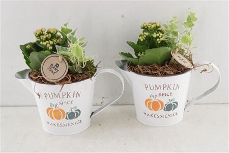 Arr2 Pl Zink Kan Pumpkin Spice - Mi