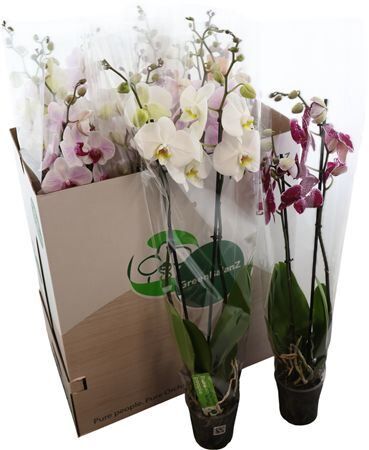 Phal Gemengd 2 Tak 7kl