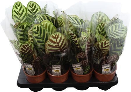 Calathea Makoyana