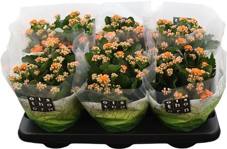 Kalan Gev Oranje Perfecta