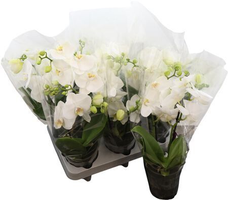 Phal Tablo White 2 Tak (bo)