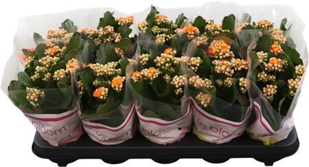 Kalan Gev Oranje Perfecta
